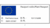 Winobluszcz pięciolistkowy - kolorowe pnącze Parthenocissus quinquefolia 10
