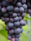 Winogron winorośl promocja mix odmian Winogron winorośl promocja mix odmian 6