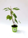 Aktinidia pstrolistna ADAM - odmiana męska Actinidia arguta 'Adam' 2