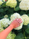 Hortensja STRONG ANNABELLE INCREDIBALL - OGROMNE kwiaty Hydrangea arborescens 'Strong Anabelle' 5
