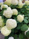 Hortensja STRONG ANNABELLE INCREDIBALL - OGROMNE kwiaty Hydrangea arborescens 'Strong Anabelle' 4