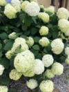 Hortensja STRONG ANNABELLE INCREDIBALL - OGROMNE kwiaty Hydrangea arborescens 'Strong Anabelle' 3