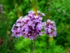 Werbena (Verbena) - fioletowa obficie kwitnąca Verbena 4