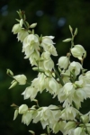 Jukka karolińska - wieloletnia sadzonka C5 Yucca filamentosa C5 4
