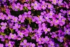 Żagwin Ogrodowy Audrey Blue Shades fioletowy dywan Aubrieta cultorum'Audrey blue shades' 8