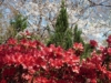 Azalia Japońska Maruschka - miniaturka czerwona Azalea japonica 'Marushka' 9