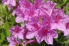 Azalia Japońska Lilienstein - Fioletowa miniaturowa Azalea japonica 'Lilienstein' 8