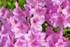Azalia Japońska Otava - Różowa Miniaturka Azalea japonica 'Otava' 4