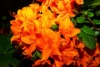 Azalia Japońska Geisha Orange - miniaturka pomarańczowa Azalea japonica ' Geisha Orange' 4