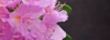 Azalia Japońska Lilienstein - Fioletowa miniaturowa Azalea japonica 'Lilienstein' 5