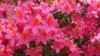 Azalia japońska Rokoko - różowa Azalea japonica 'Rokoko' 6