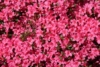 Azalia japońska Canzonetta - intensywny róż Azalea japonica 'Canzonetta' 5