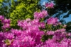 Azalia Japońska Otava - Różowa Miniaturka Azalea japonica 'Otava' 7