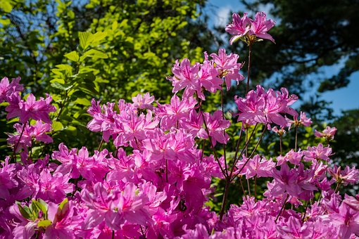 Azalia Japońska Otava - Różowa Miniaturka Azalea japonica 'Otava' 7