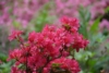 Azalia japońska Rokoko - różowa Azalea japonica 'Rokoko' 8