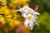 Azalia Japońska Pleasant White - miniaturowa biała Azalea japonica ' Pleasant White' 3
