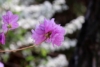 Azalia Japońska Lilienstein - Fioletowa miniaturowa Azalea japonica 'Lilienstein' 9