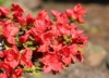 Azalia Japońska Rubinetta - Krwisto czerwona Miniaturowa Azalea japonica ' Rubinetta' 5
