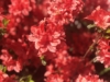 Azalia Japońska Rubinetta - Krwisto czerwona Miniaturowa Azalea japonica ' Rubinetta' 6