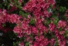 Azalia Japońska Maruschka - miniaturka czerwona Azalea japonica 'Marushka' 6