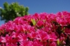 Azalia japońska Rokoko - różowa Azalea japonica 'Rokoko' 7