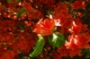Azalia Japońska Geisha Orange - miniaturka pomarańczowa Azalea japonica ' Geisha Orange' 3