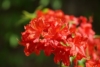 Azalia Japońska Maruschka - miniaturka czerwona Azalea japonica 'Marushka' 8
