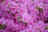 Azalia Japońska Otava - Różowa Miniaturka Azalea japonica 'Otava' 5