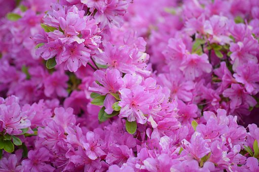 Azalia Japońska Otava - Różowa Miniaturka Azalea japonica 'Otava' 5