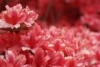 Azalia Japońska Maruschka - miniaturka czerwona Azalea japonica 'Marushka' 5