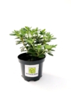Azalia Japońska Maruschka - miniaturka czerwona Azalea japonica 'Marushka' 2