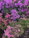 Azalia Japońska Lilienstein - Fioletowa miniaturowa Azalea japonica 'Lilienstein' 2