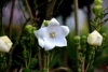 Dzwonek brzoskwiniolistny Zestaw - niebieski i biały Campanula grandiflora zestaw 8