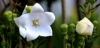 Dzwonek brzoskwiniolistny Zestaw - niebieski i biały Campanula grandiflora zestaw 4