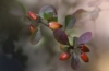 Berberys Thunberga Paola - ciemna mała kulka Berberis Thunbergii 'Paola' 3