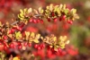 Berberys Thunberga Summer Sunset - złota okrągła odmiana Berberis Thunbergii 'Summer Sunset' 2