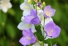 Dzwonek brzoskwiniolistny Zestaw - niebieski i biały Campanula grandiflora zestaw 10