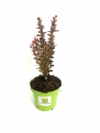 Berberys Thunberga 'Neon'- pomarańczowy kolumnowy Berberis Thunbergii 'Neon' 2