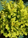 Berberys Thunberga "Golden Rocket"© 30-40cm c2 (Berberis thunbergii "Golden Rocket") Berberis Thunbergii 'Golden Rocket' 1