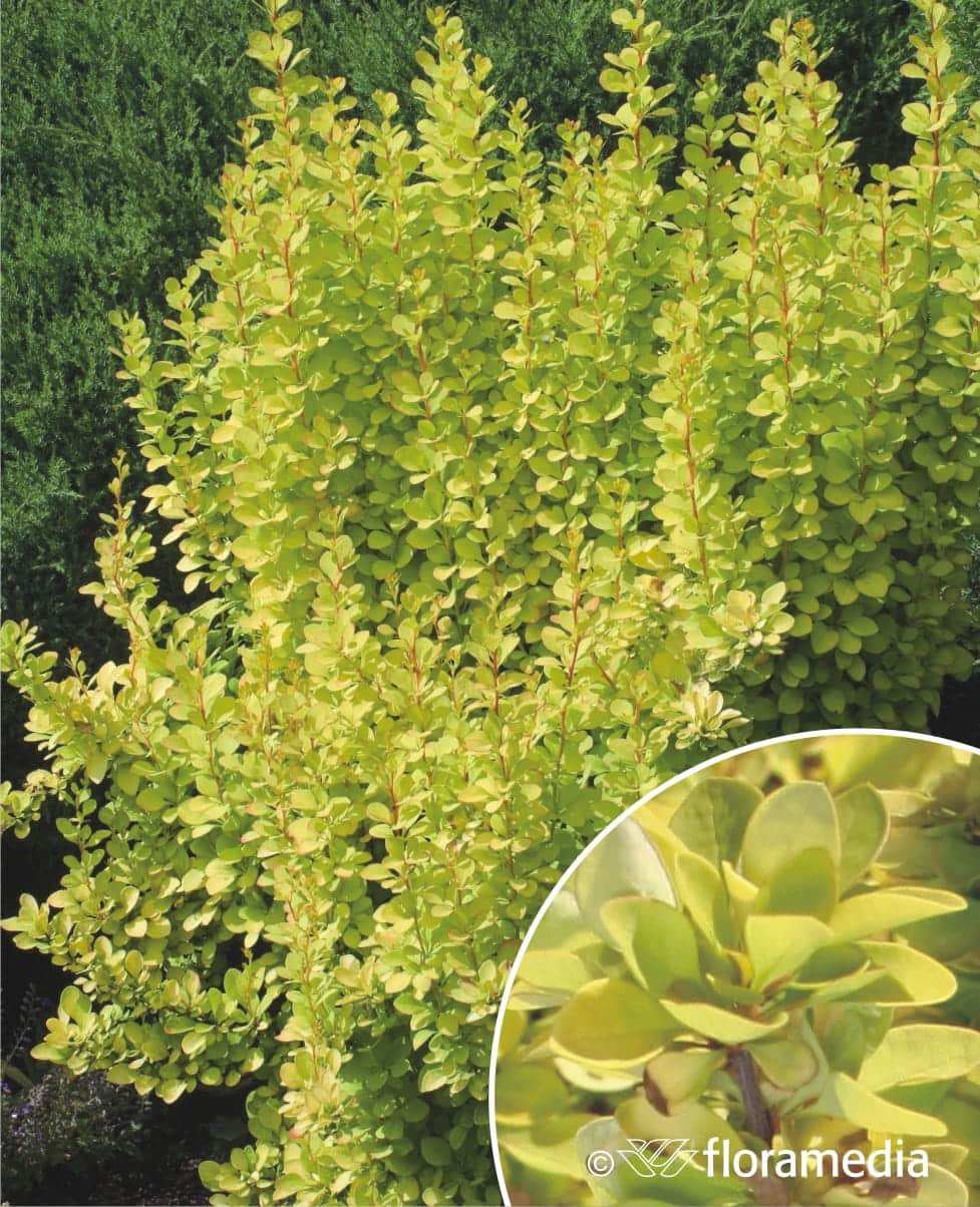 Berberys Thunberga Golden Tower - złota kolumnowa odmiana Berberis Thunbergii 'Golden Tower' 3