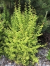 Berberys Thunberga Maria - żółta kolumnowa Berberis Thunbergii 'Maria' 3