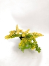 Berberys pośredni Dual Jewel - UNIKATOWA ODMIANA Berberis Thunbergii 'Dual Jewel' 2