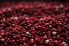 Żurawina wielkoowocowa Howes - IDEALNA NA POCZĄTEK Vaccinium macrocarpon 'Howes' 6