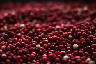Żurawina wielkoowocowa Howes - IDEALNA NA POCZĄTEK Vaccinium macrocarpon 'Howes' 6