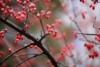 Dereń jadalny - na zdrowotne nalewki Cornus mas 3