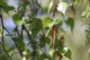 Brzoza Pospolita - Piękna kora Betula Pendula 4