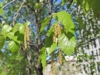 Brzoza Pospolita - Piękna kora Betula Pendula 5