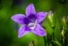 Dzwonek brzoskwiniolistny Zestaw - niebieski i biały Campanula grandiflora zestaw 7