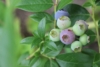 Borówka amerykańska BRIGITTA - PÓŹNA ODMIANA Vaccinium corymbosum 'BRIGITTA' 2
