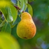 Grusza Erika Pyrus communis Erika 2
